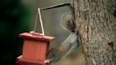 How to stop squirrels going for your bird feeder – 5 tricks that will help birds thrive in your backyard