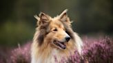 Lassie and Snowy breeds on Kennel Club's 'at watch' list for first time