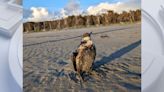 Birds covered in oil reported along WA, OR beaches