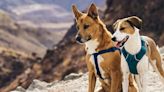 Expedición canina: Dingo y Penny, los perros que conocen el mundo en un barco que se conviritó en su hogar