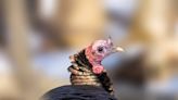 Wild turkeys are moving into Montreal. Here's how to live with them
