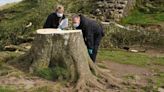 Sycamore Gap tree: The story so far