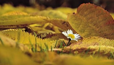 Rituales para el equinoccio de otoño: temporada para limpiar energías