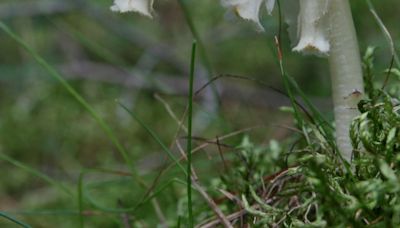 Rare plant that does not depend on light rediscovered in Killarney for first time since 1896