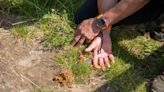 New shoots seen on Sycamore Gap tree as stump shows encouraging signs of life