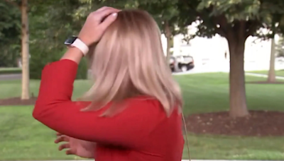 El pájaro que “envió el Presidente”: atacó a una periodista en vivo