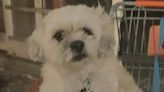 Brazen dognapper strikes in Brooklyn: NYPD hunts for suspect after Shih Tzu snatched in daylight heist | amNewYork