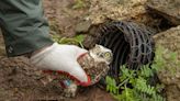 Rescued burrowing owls reintroduced into the wild