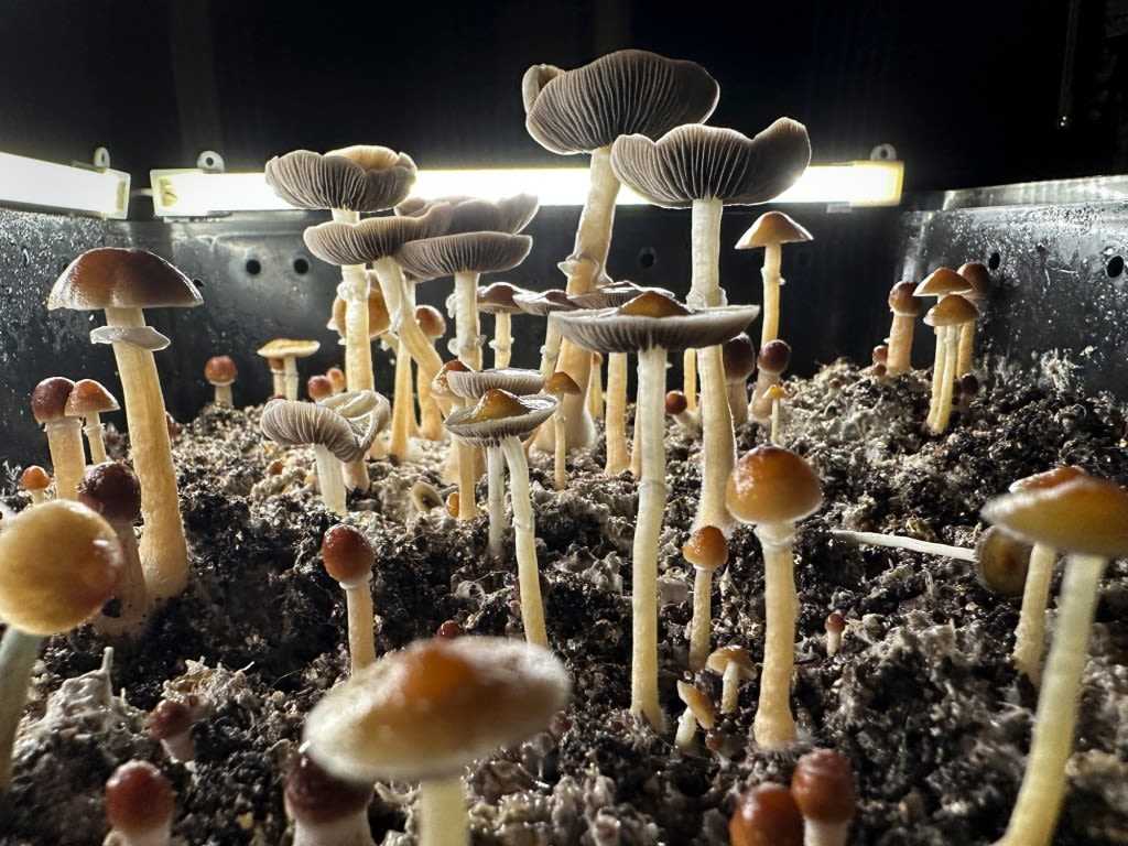 Coalition forming to oppose psychedelics ballot question, argues home-grow is unsafe
