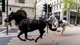 UK military horses injured after bolting across London in April 'recovering with remarkable speed'
