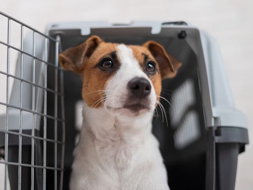 CDC Implements Important New Regulation for All Dogs Traveling to the U.S.