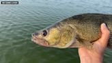 Anglers say it’s a good time to fish for Walleye in North Dakota