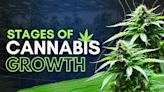 The Stages of Cannabis Growth For Outdoor and Indoor Growers