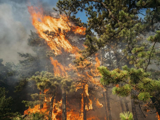 Russia battles forest fires amid another hot summer - Times of India