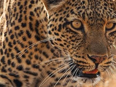 Sir David Attenborough's new wildlife series Mammals debuts on US TV tonight