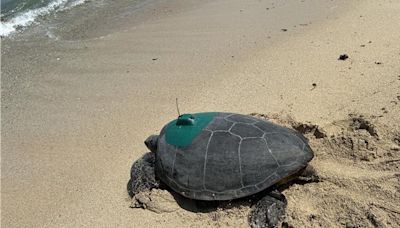 母親節前夕綠蠵龜回小琉球產卵 海保署1招掌握洄游動態 - 生活