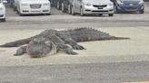 Massive dead alligator on median winds up causing a car to crash into Louisiana bayou