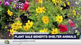 Feed Iowa First’s Plant Sale & Safe Haven’s Plants for Pets Sale were both open Saturday