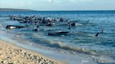 ‘The final result was good’: 130 whales rescued from mass beach stranding in Western Australia