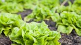 How to Grow Lettuce for Crisp, Fresh Salads All Season Long