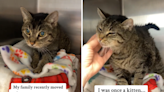 Face of senior cat who was "loved for 14 years" before ending up in shelter