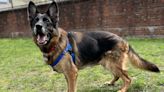 Sweet German shepherd needs new home, new hip at MSPCA