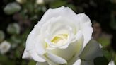 This Classic Rose Was Once a Symbol of War
