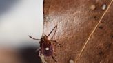 It's tick season: What types live in your area and how to keep them under control