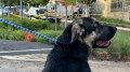 Heartbreaking flood struck DC dog daycare, killing pets