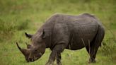 Dehorning rhinos to prevent poaching has made them more anti-social