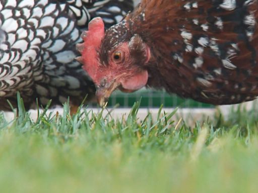 Northern Ont. council considers allowing backyard chicken coops