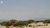 Camouflaged creature with long tail found on sand dunes in Iran. It’s a new species