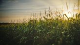 Por qué peligra la cosecha de maíz y cuál es el insecto que se "come" los dólares del campo