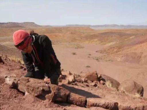 Palaeontologists Discover Fossil Of 280-million-year-old Apex Predator In Namibia - News18