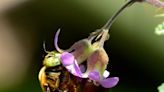 Going native: Landscaping tour highlights benefits and beauty of native Florida plants