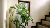 Your houseplants were 'forged in the war of nature' to be pretty and poisonous, says an evolutionary biologist