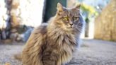 130+ Lord of the Rings Cat Names for Your Epic Feline