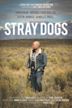 Stray Dogs