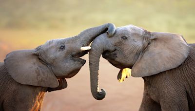 Elephants say 'hello' to friends by flapping their ears and making little rumbly noises