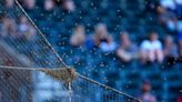 Bee delay: Dodgers and Diamondbacks start pushed back by bee swarm