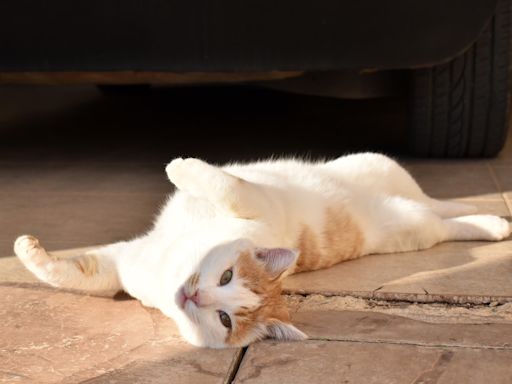 Woman Miraculously Adopts Late Sister's Cat After His New Owners Had to Rehome Him