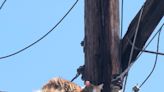 Stranded cat rescued from atop utility pole