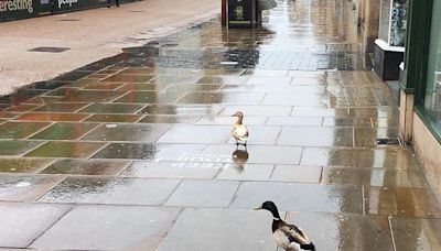 City birds can be carriers of antibiotic resistant bacteria, Oxford study says