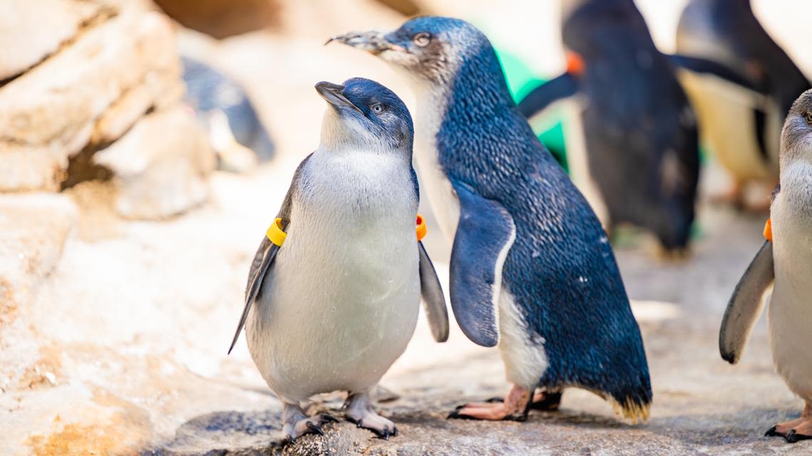 Birch Aquarium welcomes five Little Blue Penguin chicks this season