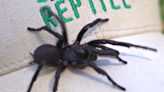 Monstrous funnel-web spider ‘Herculese’ breaks record in Australia