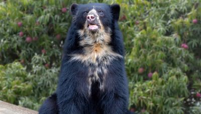 Andean Bear Cubs Snacking on Honeycomb at the San Diego Zoo Are Too Cute