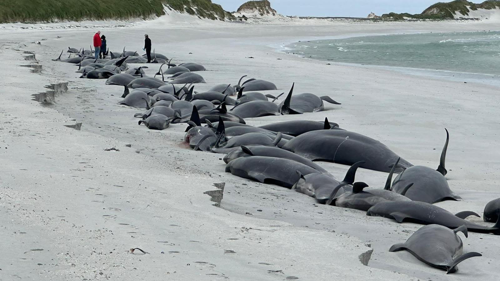 Whale experts arrive in Orkney to examine deaths of stranded pod