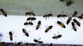 Un muerto y 17 lesionados por ataques de abejas en Sinaloa