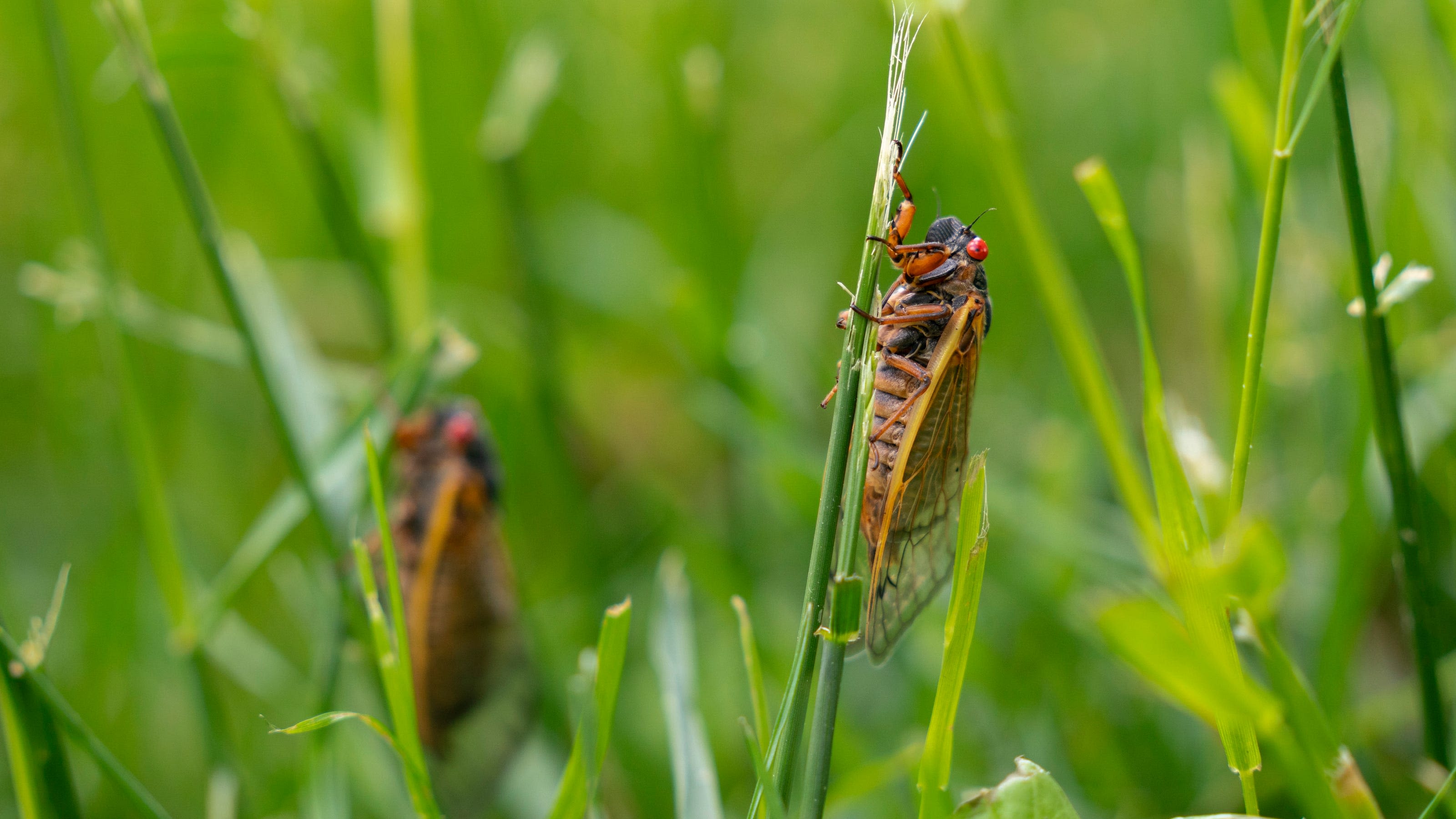 2024 cicada map: Where to find Brood XIII, Brood XIX around the Midwest and Southeast