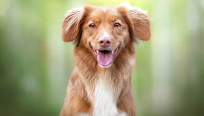 Woman Shows Why Nova Scotia Duck Tolling Retrievers Aren’t for People With Shame